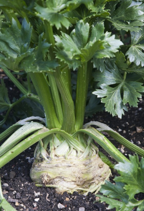 Grow Celery Plants