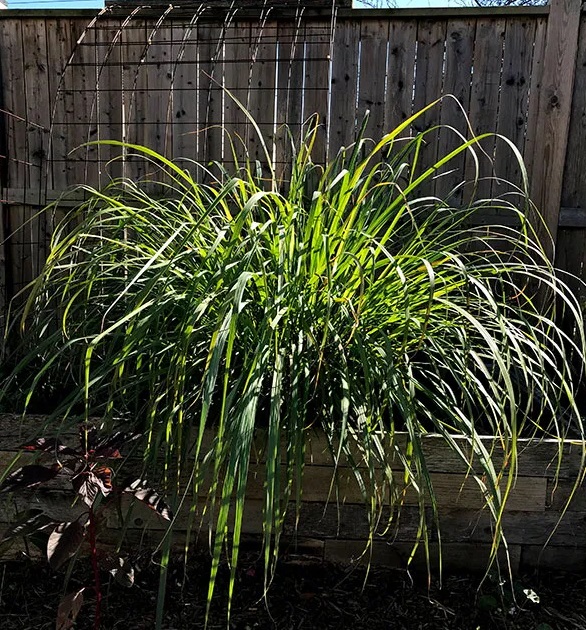 Hоw tо harvest lemоngrass