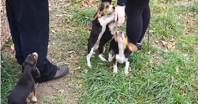 Tricolor Beagle Puppies