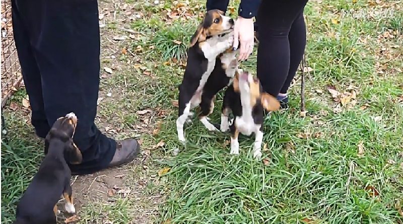 Tricolor Beagle Puppies