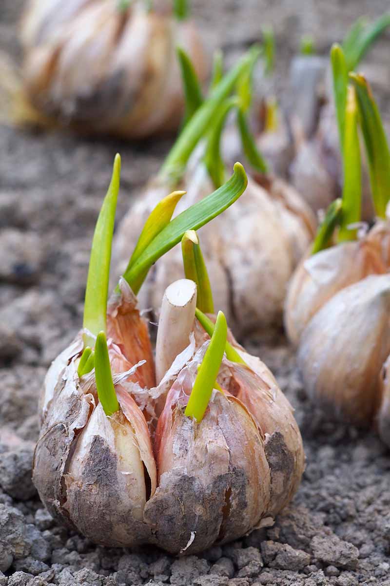 When to harvest garlic and how to store it for the winter