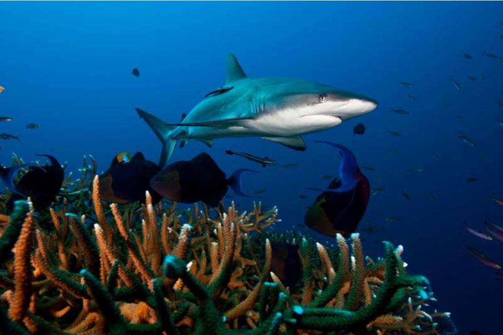 Reef Sharks Are In Major Decline Worldwide