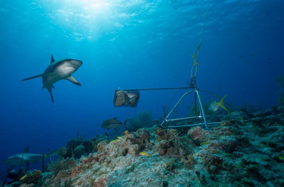 Reef Sharks Are In Major Decline Worldwide