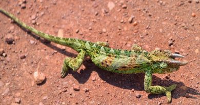 CHAMELEONS 6 MUST-KNOW FACTS